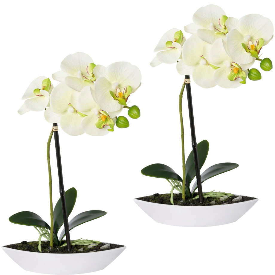 Creativ green Kunstorchidee Vlinderorchidee set van 2, in een plastic bakje (2 stuks) afbeelding 1