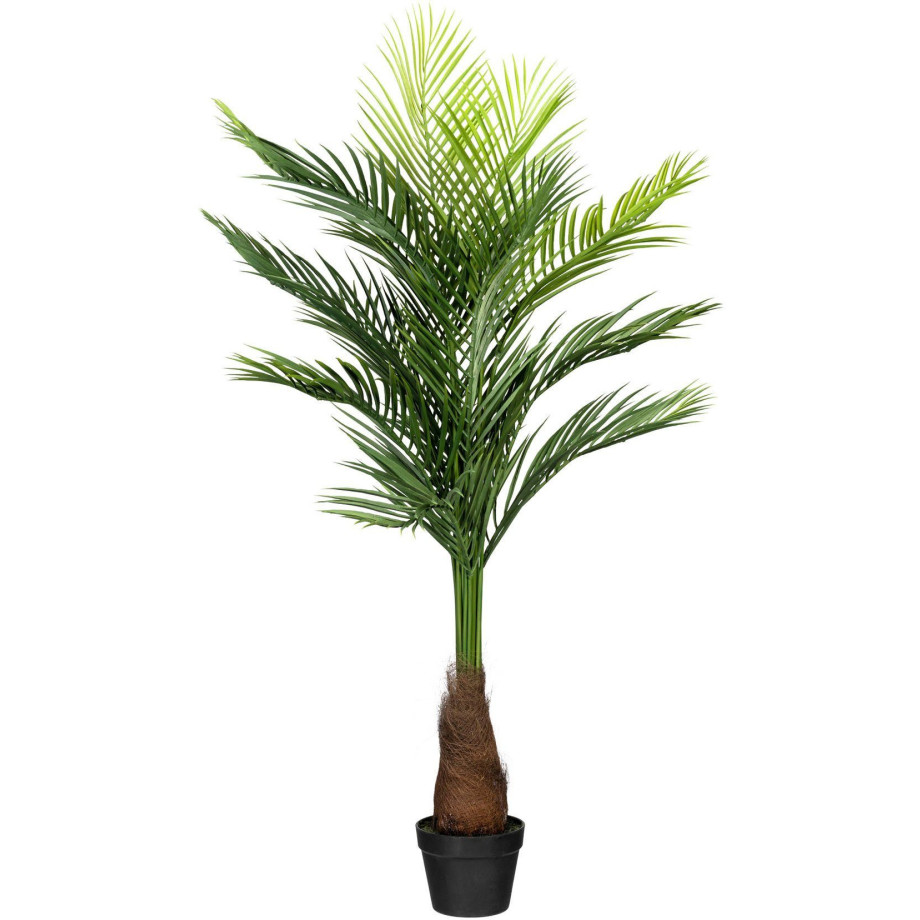 Creativ green Kunstpalm Gouden palm (1 stuk) afbeelding 1