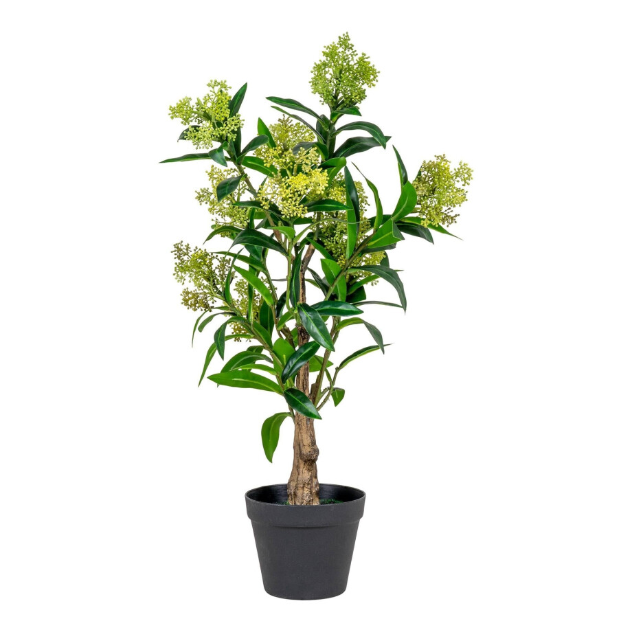 Kunst Skimmia japonica Leilaurier | House Nordic afbeelding 1