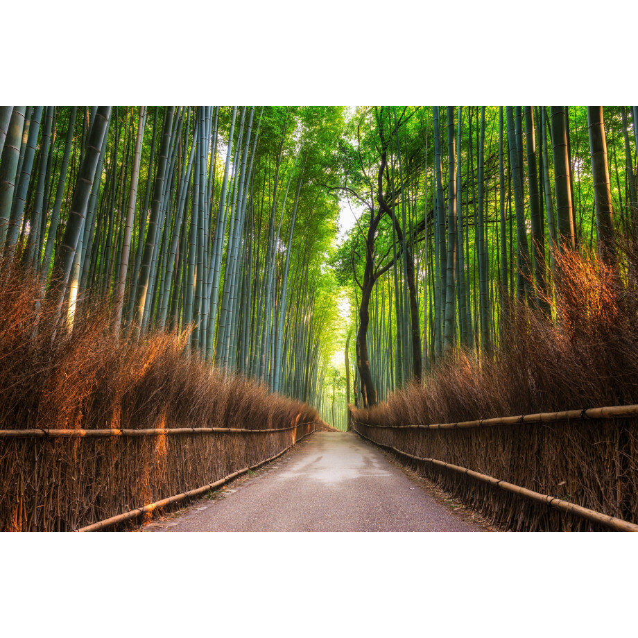 Papermoon Fotobehang Bamboe Grove of Kyoto afbeelding 1