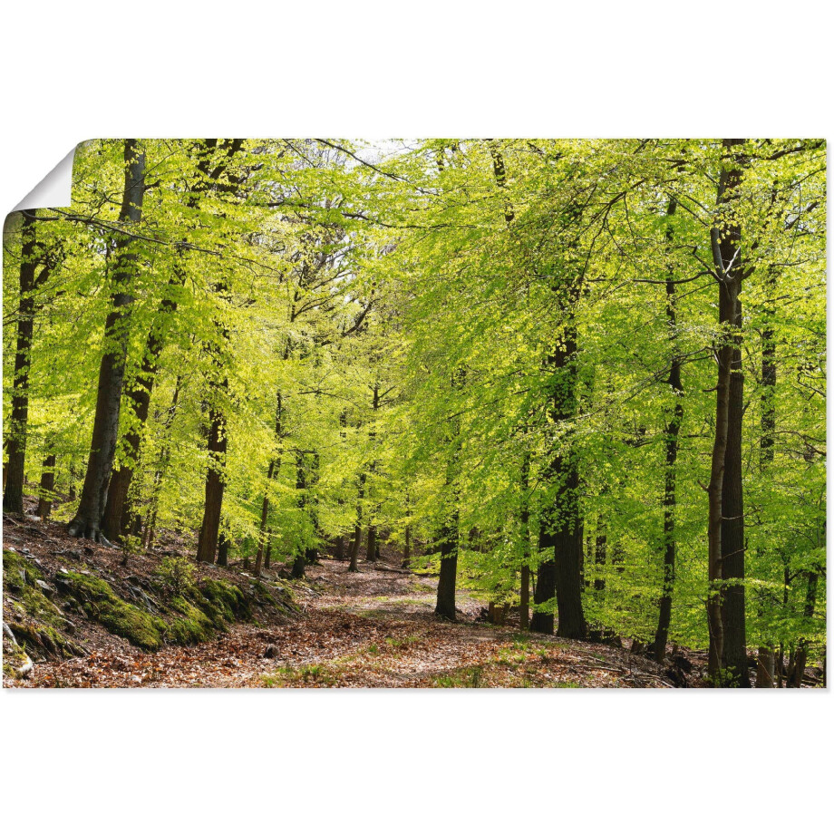 Artland Artprint De beuken in de lente als artprint van aluminium, artprint voor buiten, artprint op linnen, poster, muursticker afbeelding 1