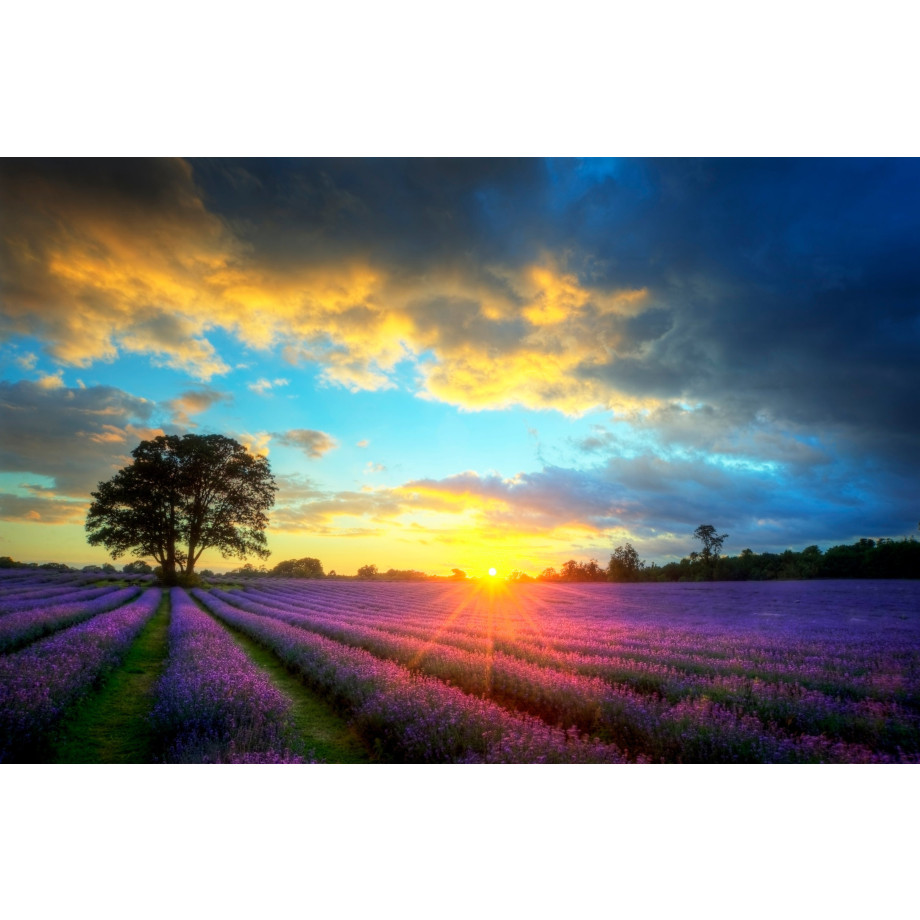 Papermoon Fotobehang Lavender Fields afbeelding 1