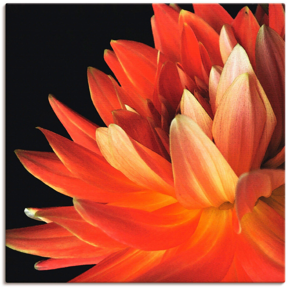Artland Artprint op linnen Rode dahlia gespannen op een spieraam afbeelding 1