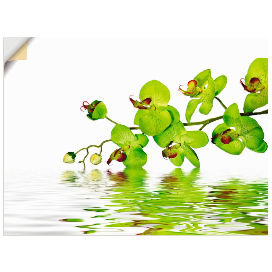 Artland Artprint Mooie orchidee met groene achtergrond als artprint op linnen, muursticker in verschillende maten afbeelding 1