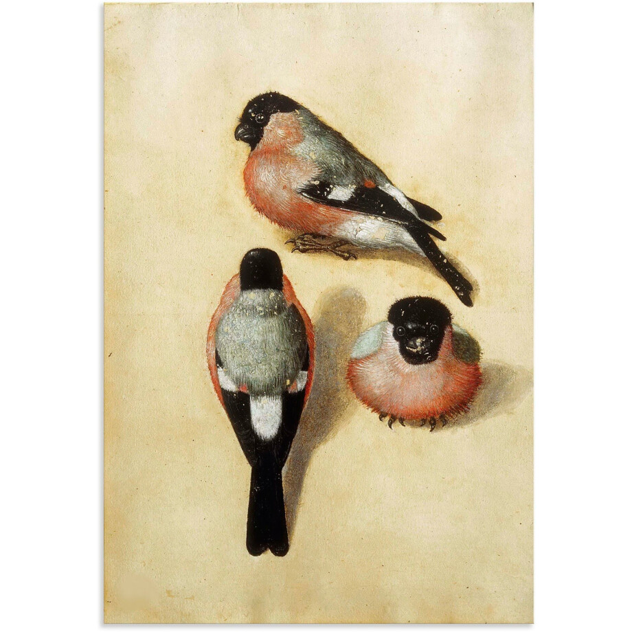 Artland Aluminium dibond print Vogel in drie posities. 1520 geschikt voor binnen en buiten, buitenafbeelding afbeelding 1