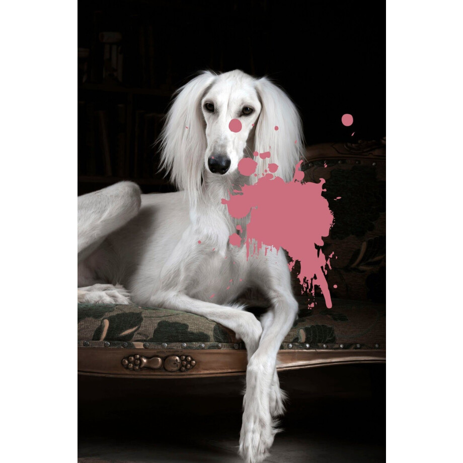 queence Artprint op acrylglas Hond met kleurvlek Fine Art-print in galeriekwaliteit afbeelding 1