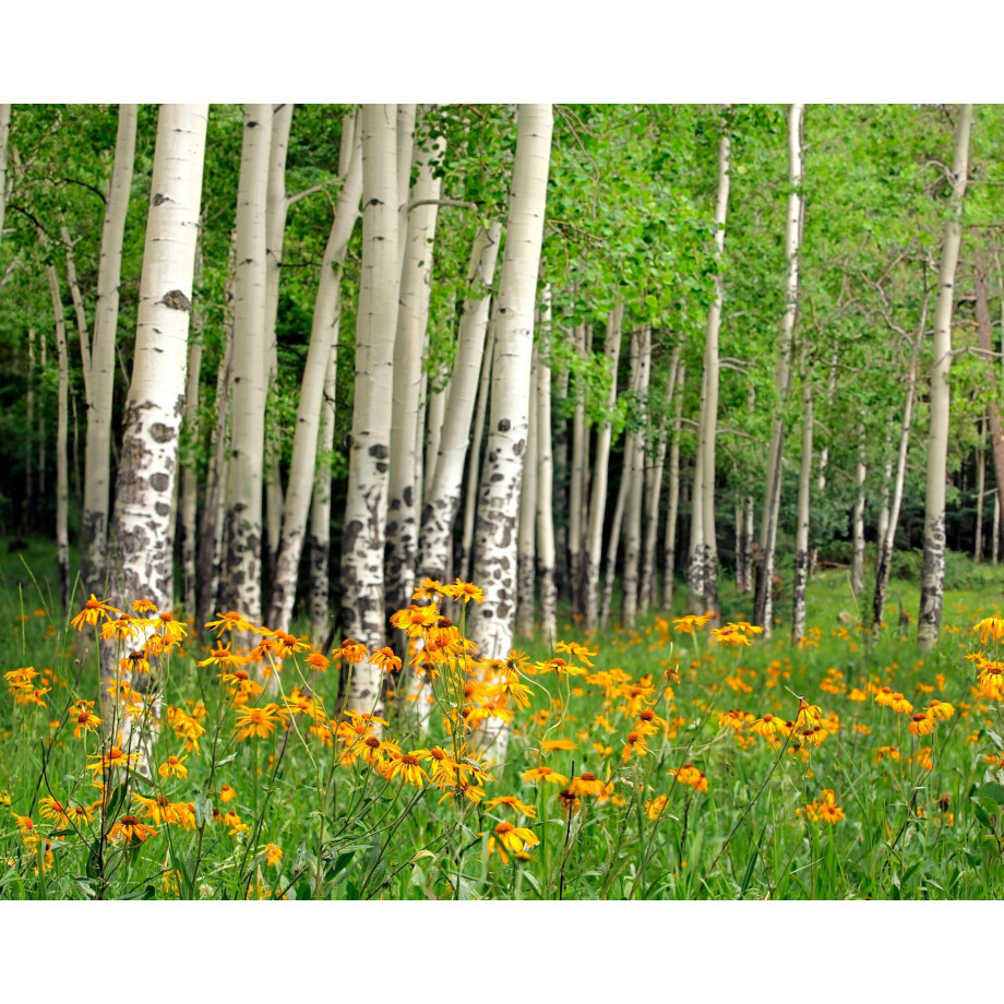 Papermoon Fotobehang Aspen Grove and oranje Wildflowers afbeelding 1