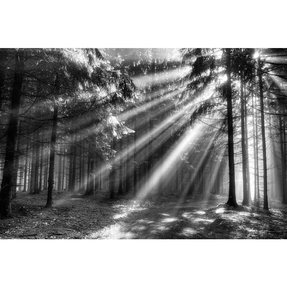 Papermoon Fotobehang Wood Glade afbeelding 1