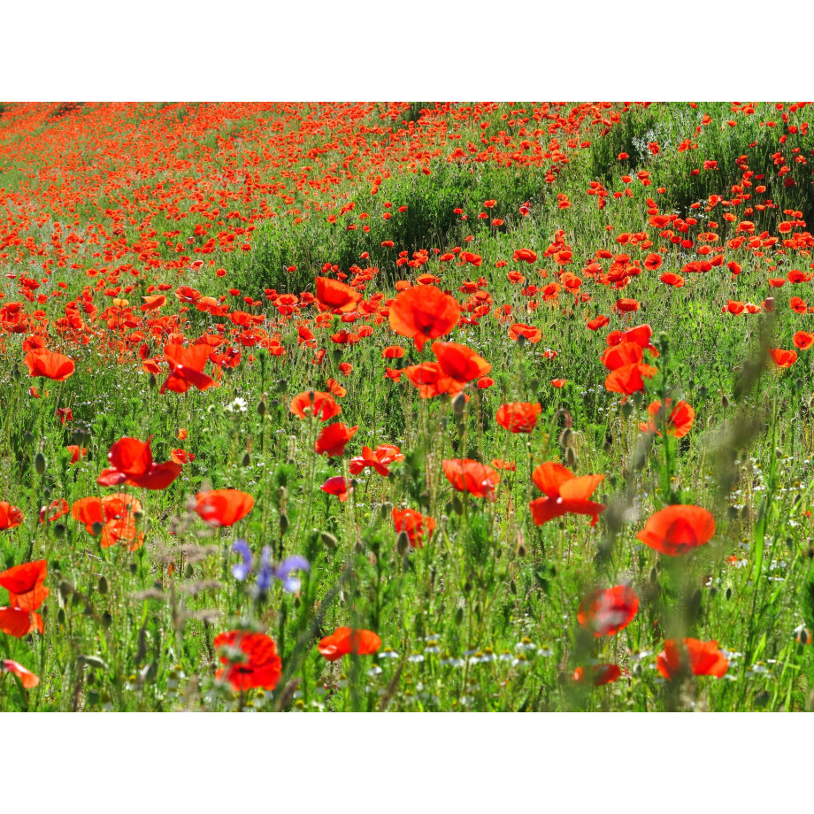 Papermoon Fotobehang Red Poppa Field afbeelding 1