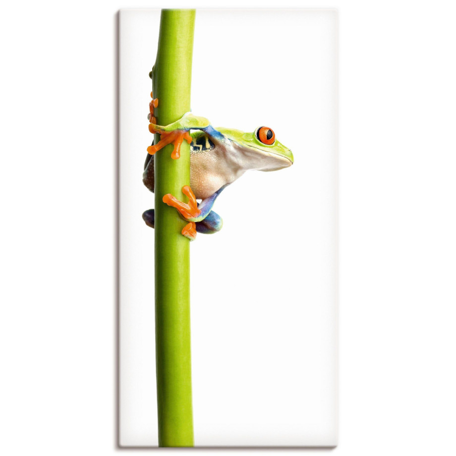 Artland Artprint Kikkerpakt een plantenstengel vast als artprint van aluminium, artprint voor buiten, artprint op linnen in verschillende maten afbeelding 1