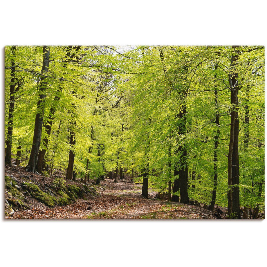 Artland Artprint De beuken in de lente als artprint van aluminium, artprint voor buiten, artprint op linnen, poster, muursticker afbeelding 1