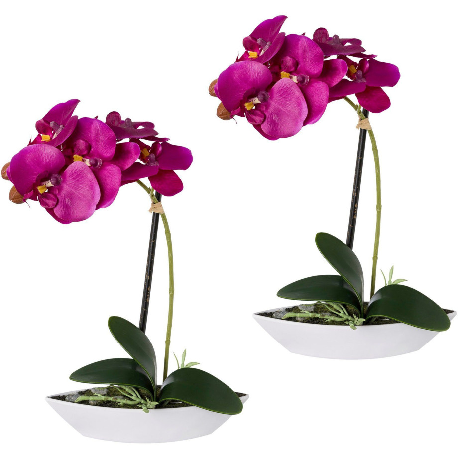 Creativ green Kunstorchidee Vlinderorchidee set van 2, in een plastic bakje (2 stuks) afbeelding 1