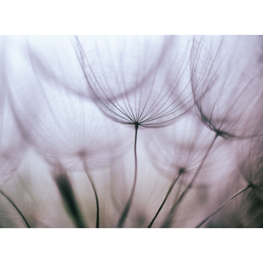 Papermoon Fotobehang Purper Abstract Dandelion afbeelding 1