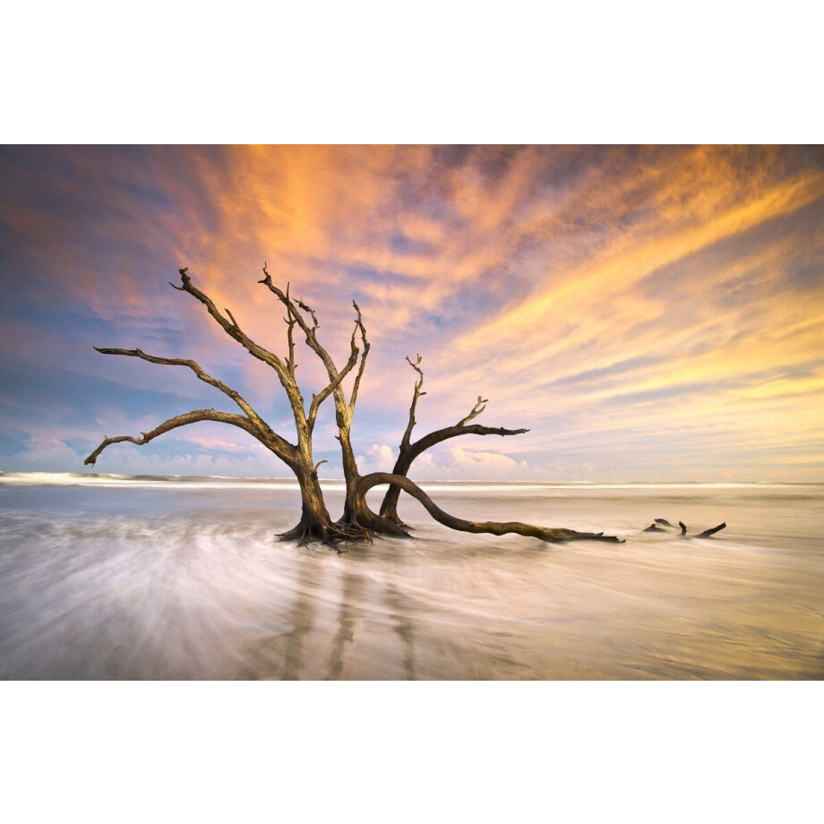 Papermoon Fotobehang Strand dode boom Vliesbehang, eersteklas digitale print afbeelding 1