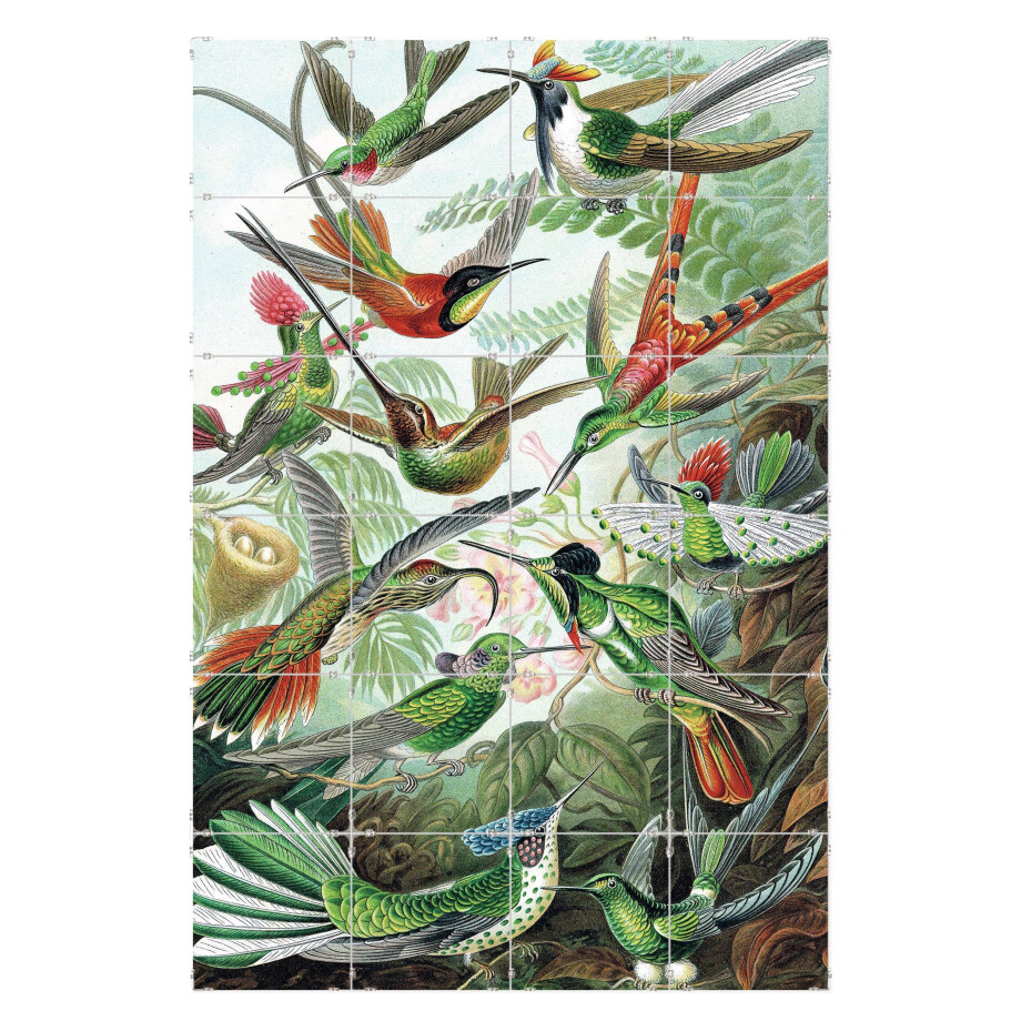 Fototegels Bird Collection kunststof | Orangewallz afbeelding 1