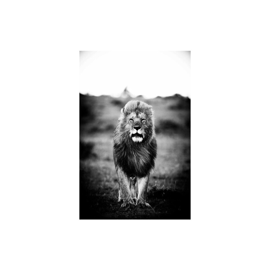 Goossens Schilderij A Lions Portret, 80 x 120 cm Goossens Schilderij A Lions Portret, 80 x 120 cm afbeelding 1