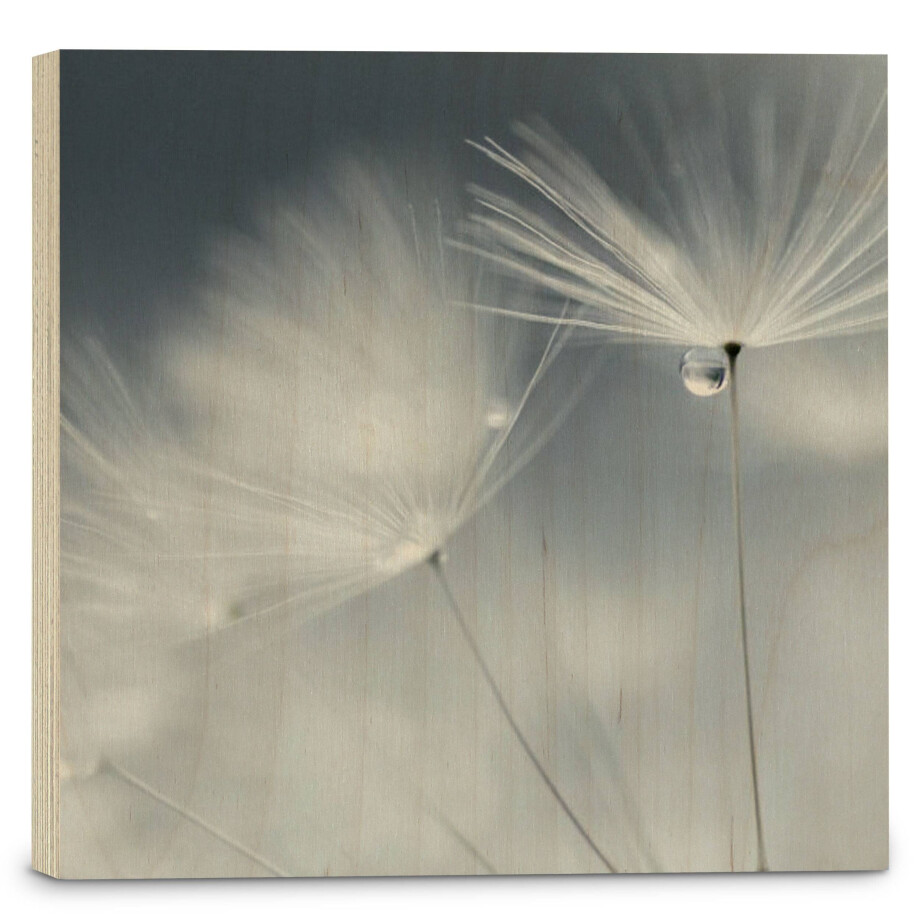 Houtprint Dewdrop Dandelion | Orangewallz afbeelding 1