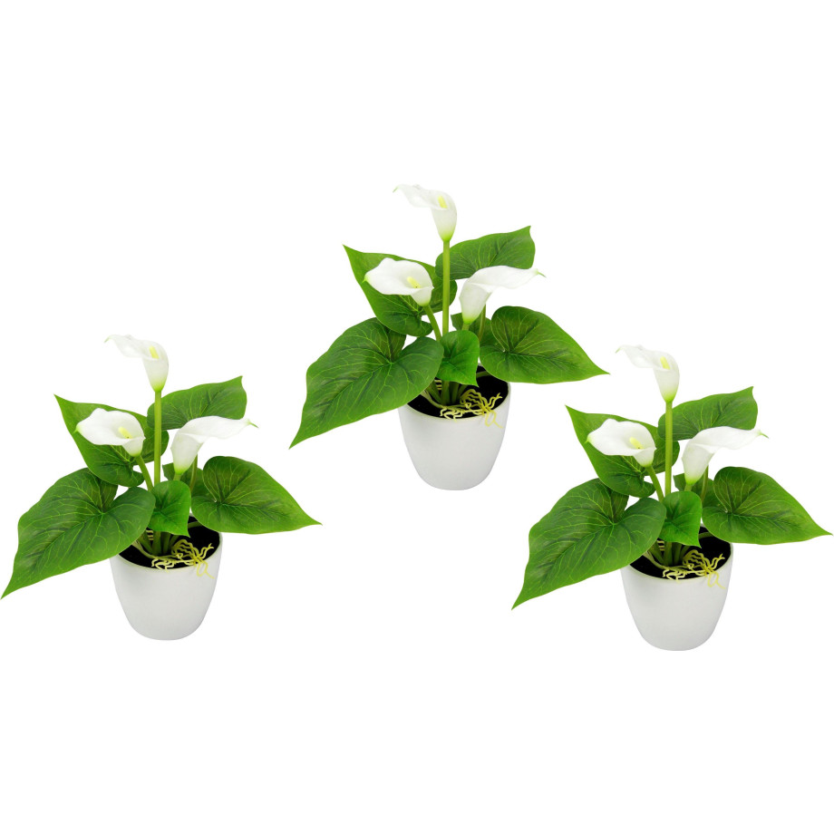 I.GE.A. Kunstplant Mini calla (set, 3 stuks) afbeelding 1