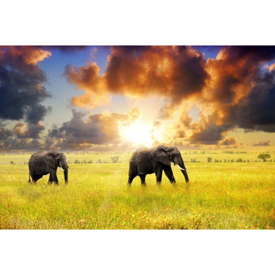 Papermoon Fotobehang African Elephants afbeelding 1