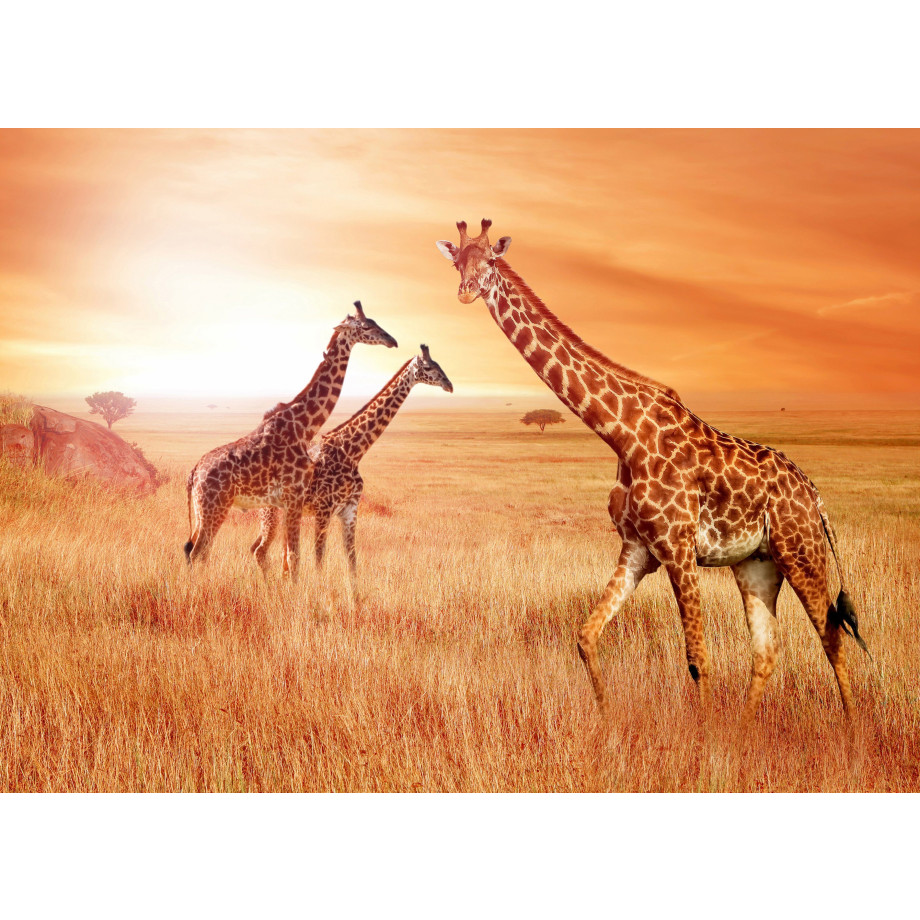 Papermoon Fotobehang African Giraffes afbeelding 1