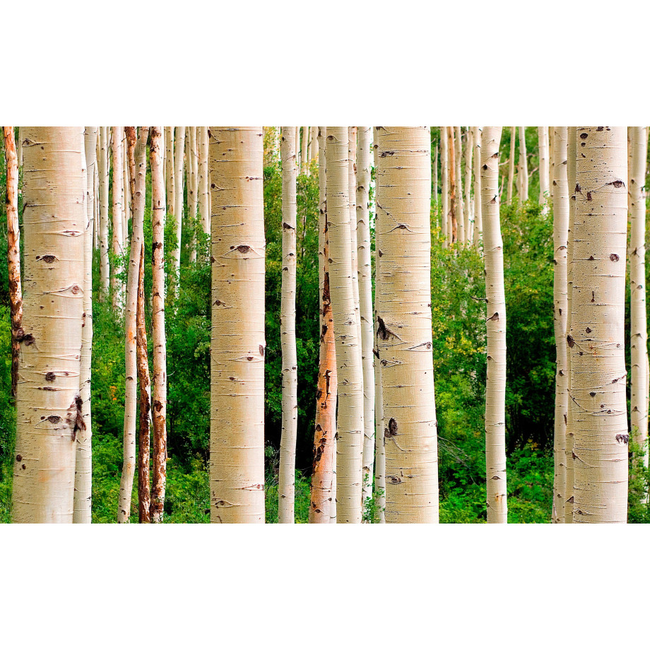 Papermoon Fotobehang Aspen Woods in zoemer afbeelding 1