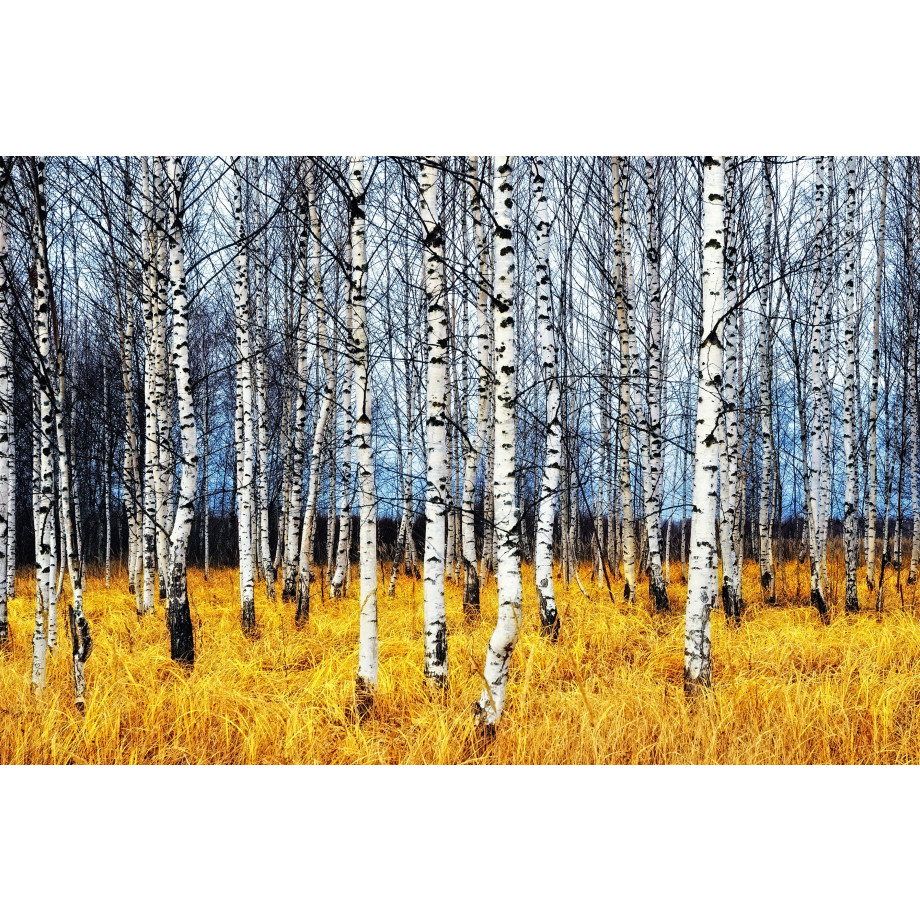 Papermoon Fotobehang Autumn Birch Grove afbeelding 1