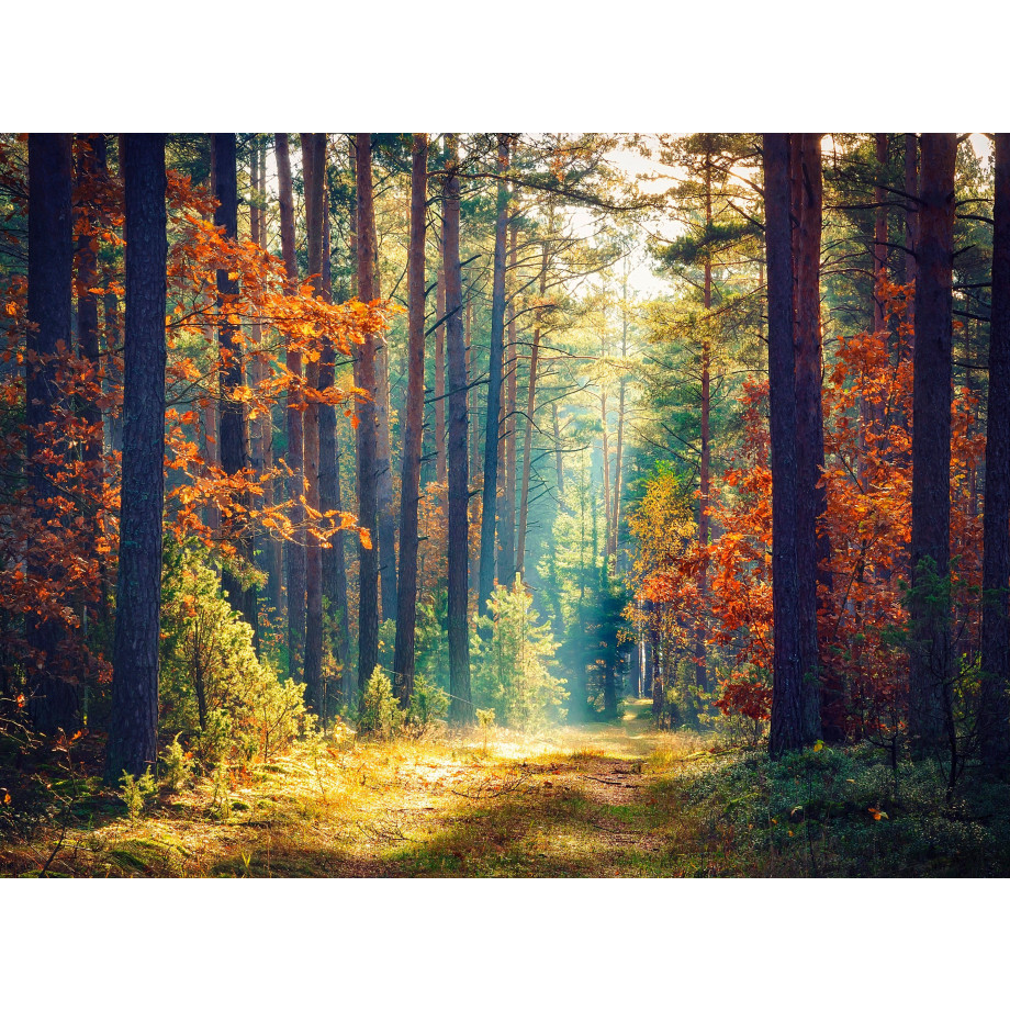 Papermoon Fotobehang Autumn forest SUN Rays afbeelding 1