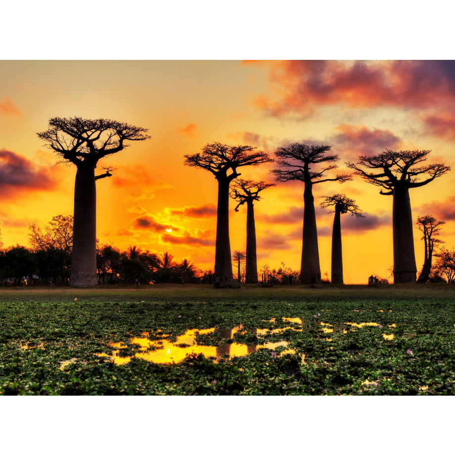 Papermoon Fotobehang Baobabs Trees African Sunset afbeelding 1