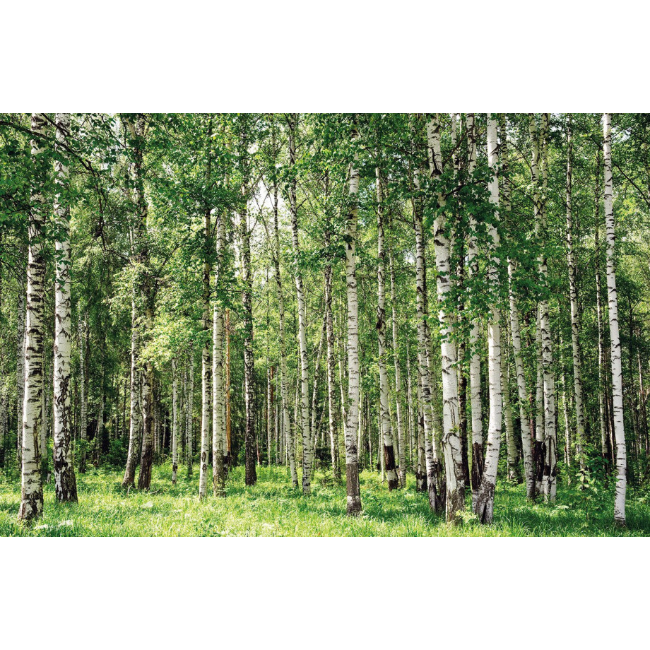 Papermoon Fotobehang Birch forest afbeelding 1