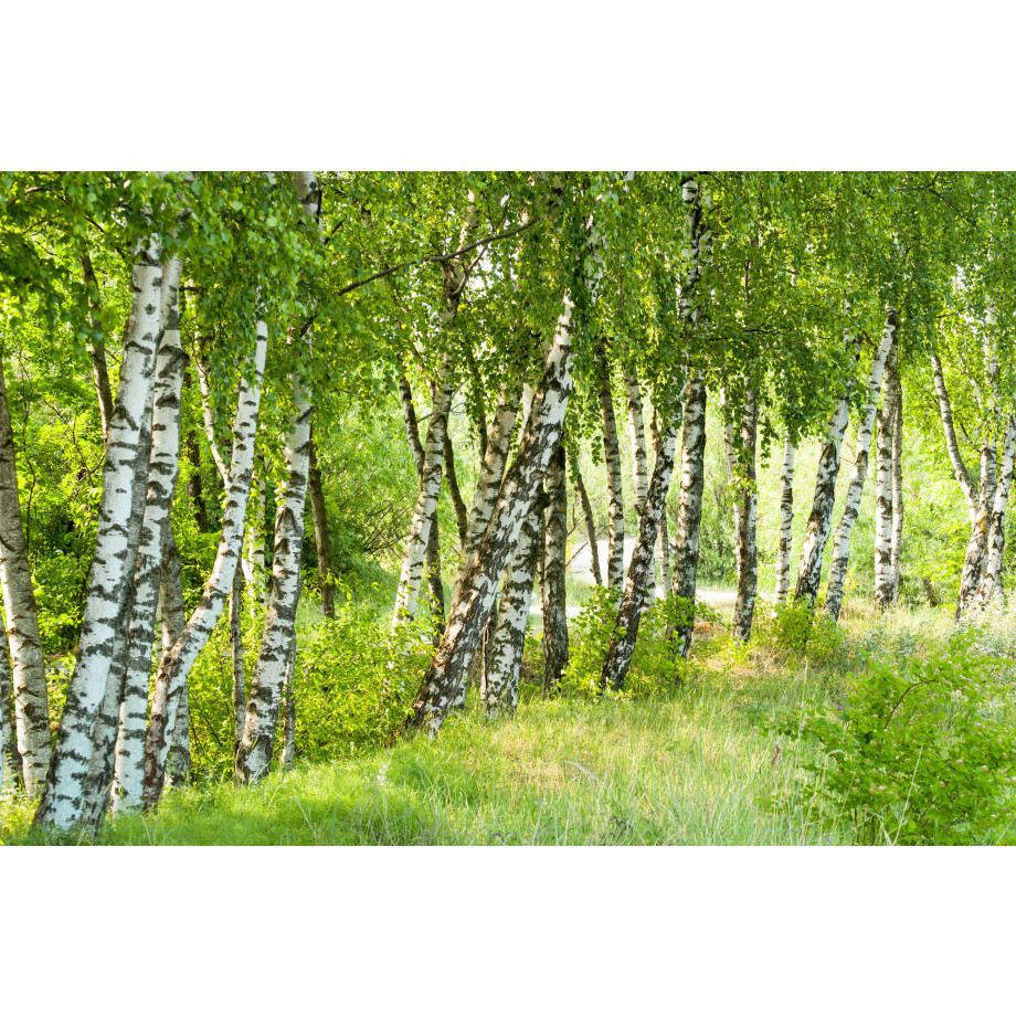 Papermoon Fotobehang Birch Tree forest afbeelding 1