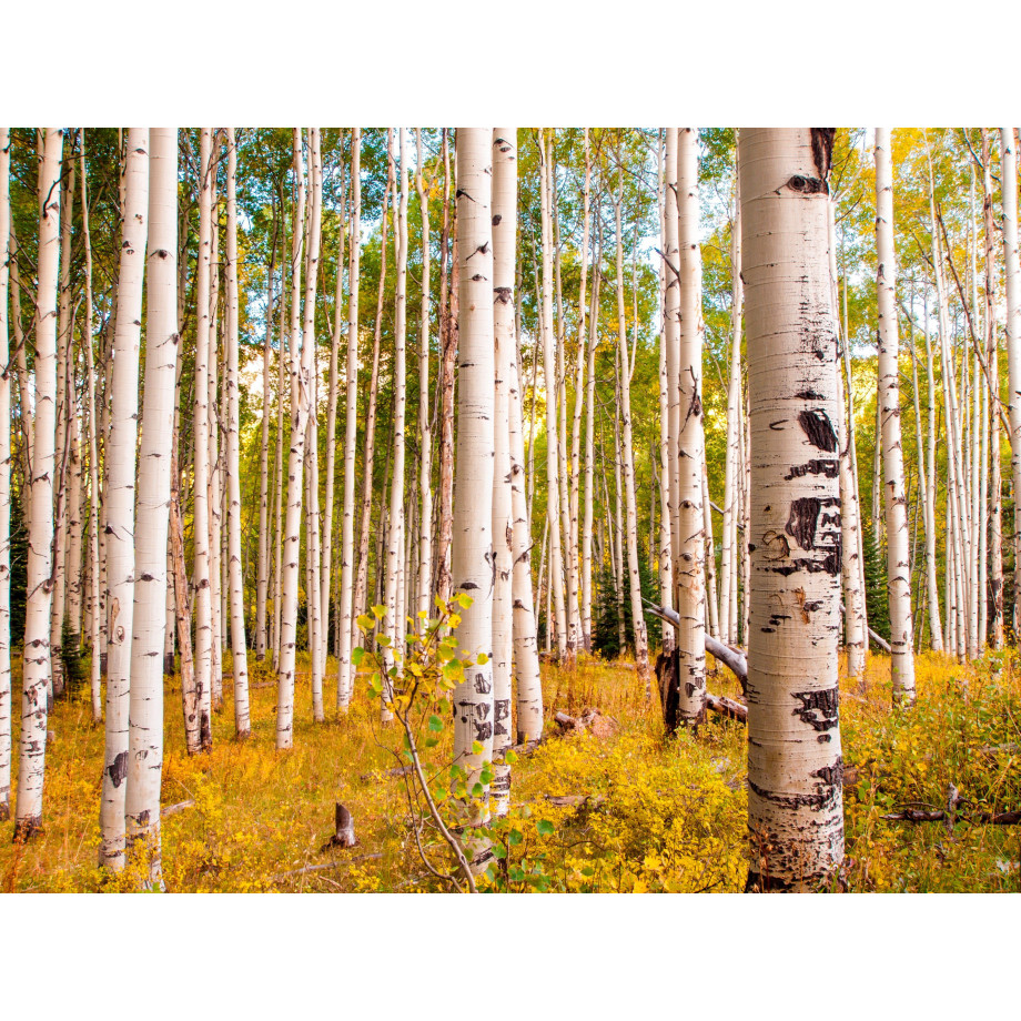 Papermoon Fotobehang Birches in Colorado Rocky Mountains afbeelding 1