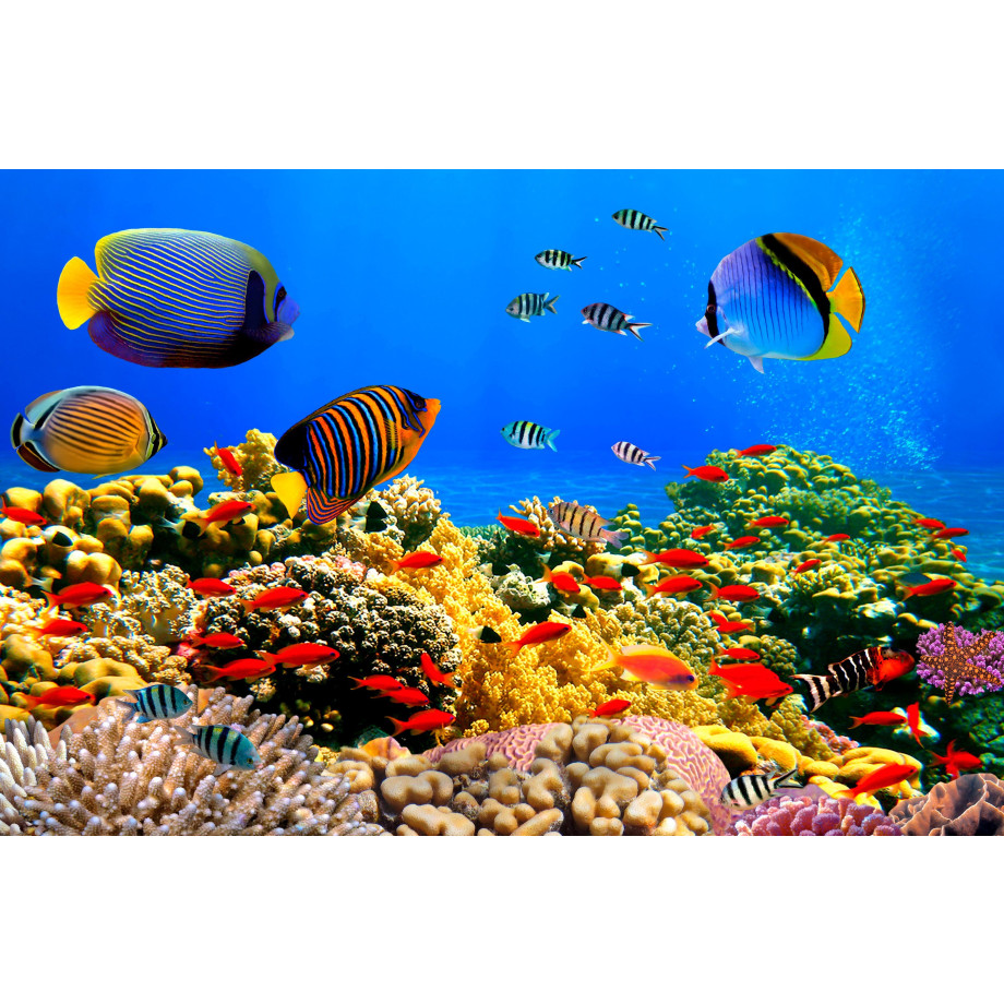 Papermoon Fotobehang Coral Colony Red Sea afbeelding 1