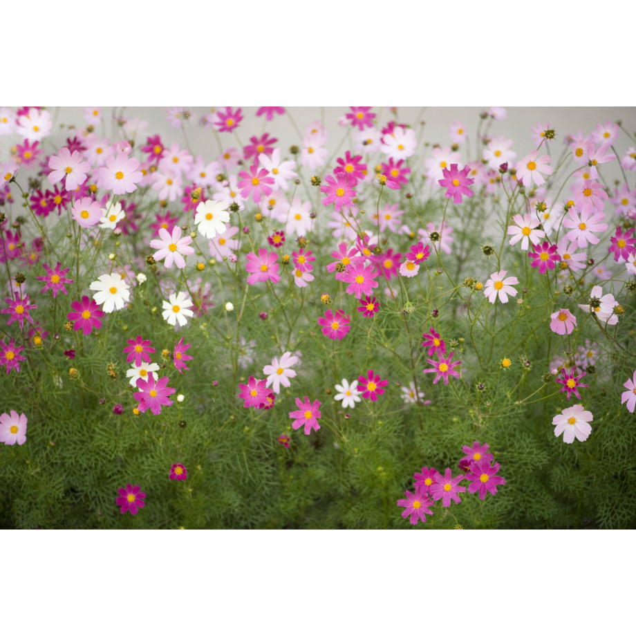 Papermoon Fotobehang Cosmos Flowers afbeelding 1