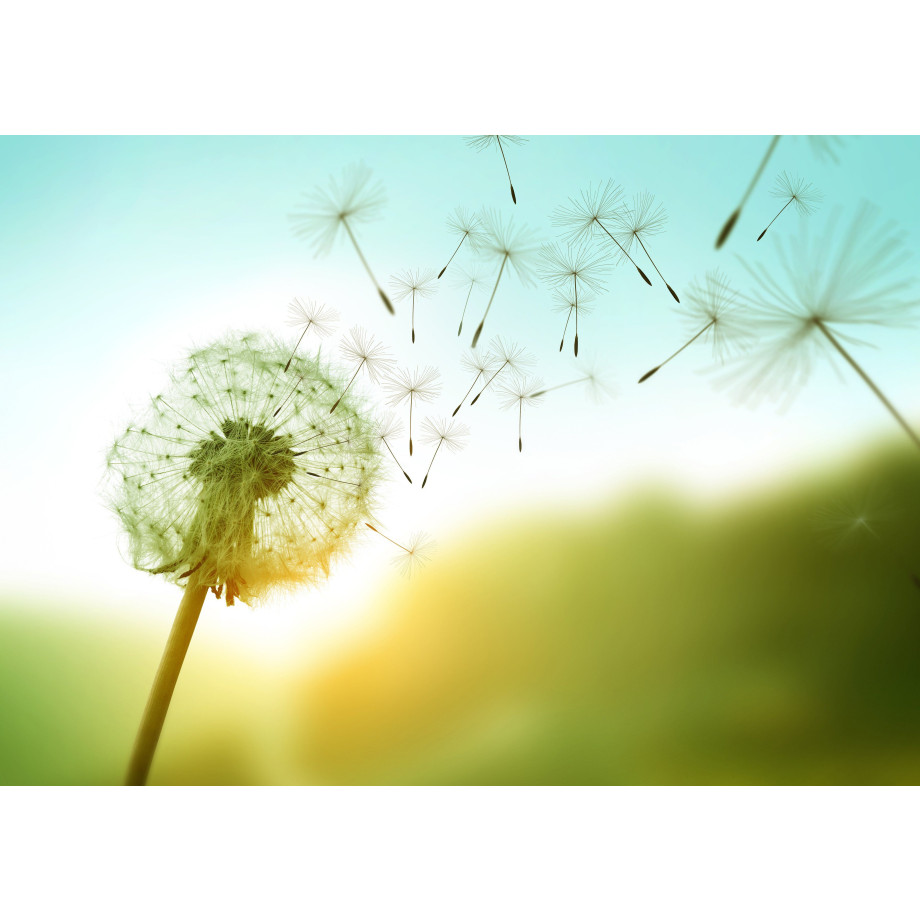 Papermoon Fotobehang Dandelion in the wind afbeelding 1