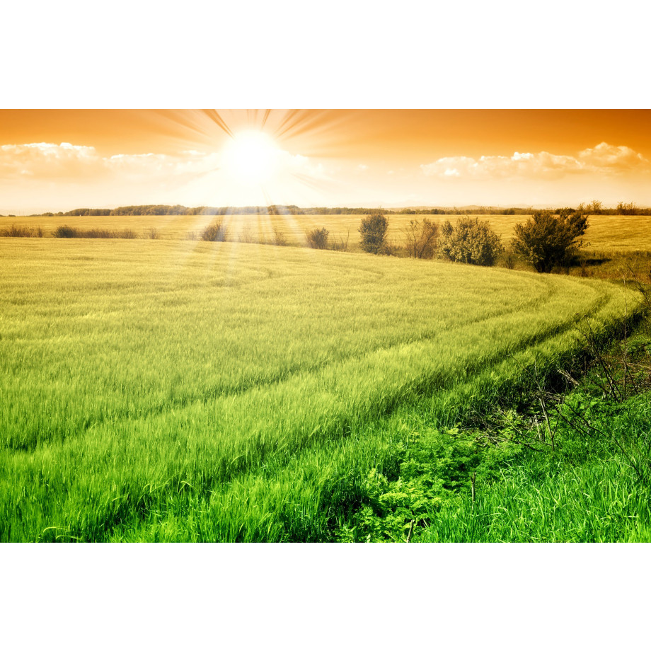 Papermoon Fotobehang Field of Fresh Grain afbeelding 1