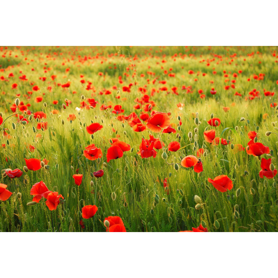 Papermoon Fotobehang Field of Poppies afbeelding 1