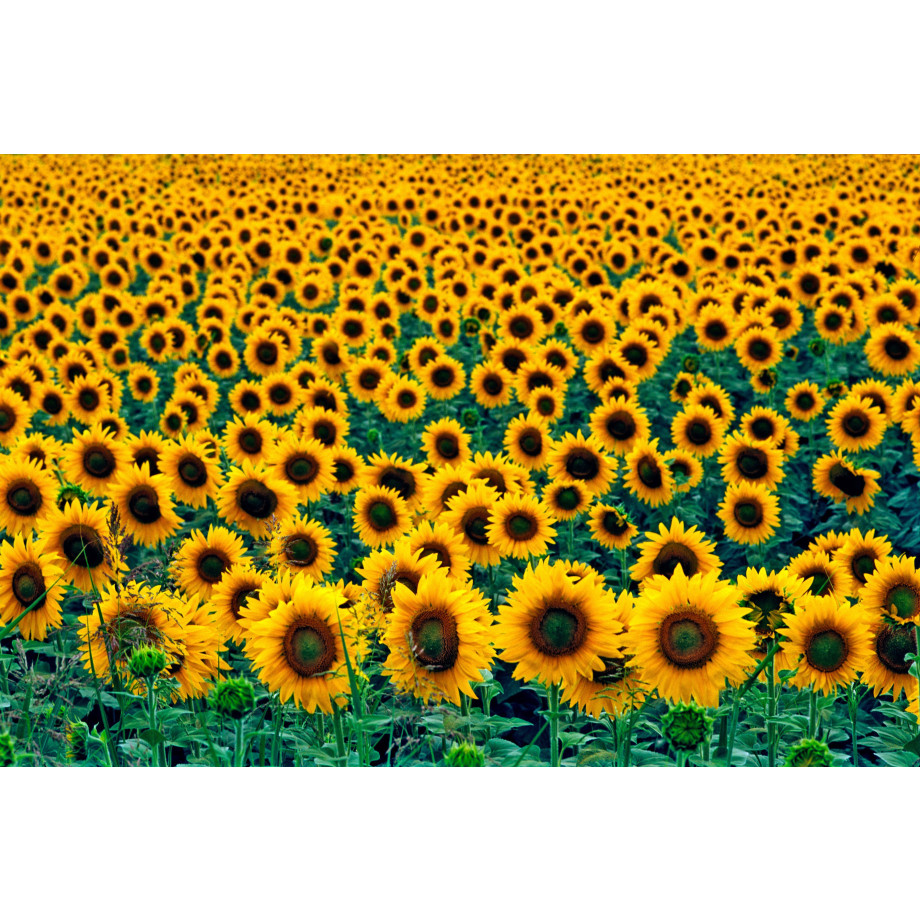 Papermoon Fotobehang Field of Sunflowers afbeelding 1