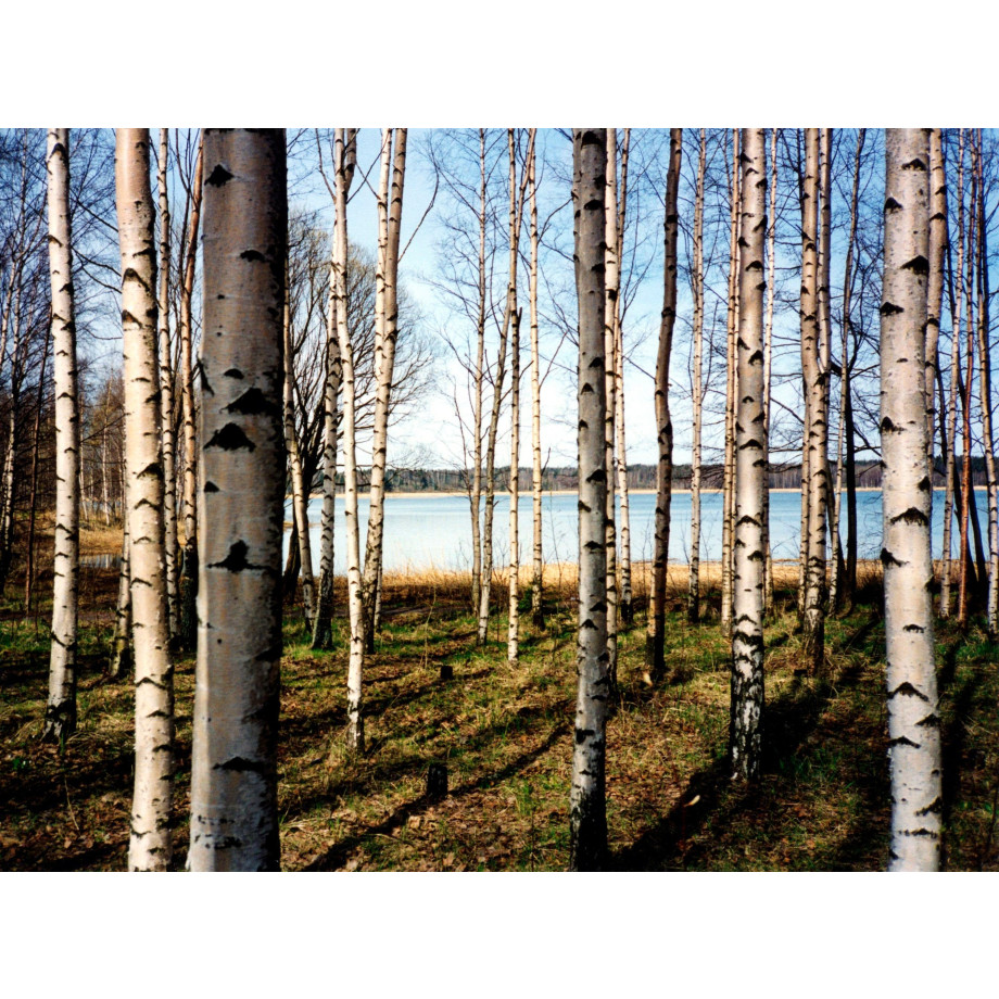 Papermoon Fotobehang Finnish forest of Birch Trees afbeelding 1