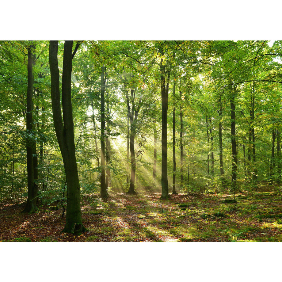 Papermoon Fotobehang Forrest morning afbeelding 1