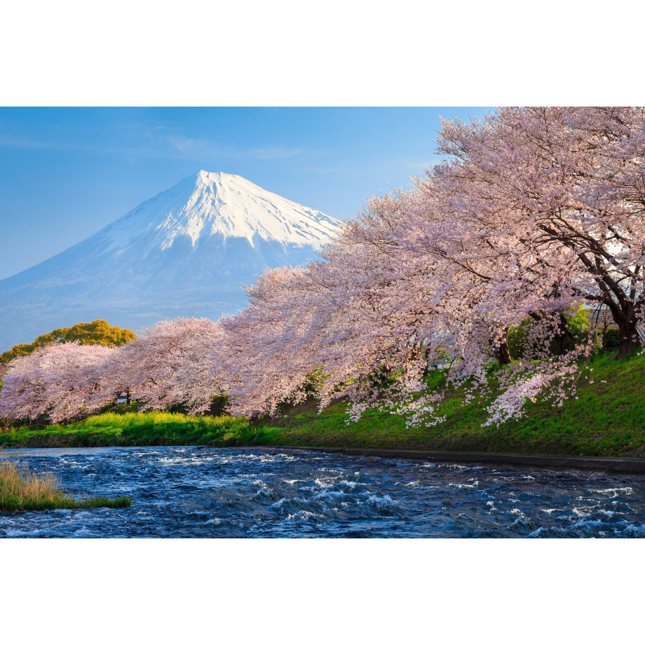 Papermoon Fotobehang Fuji and Sakura afbeelding 1