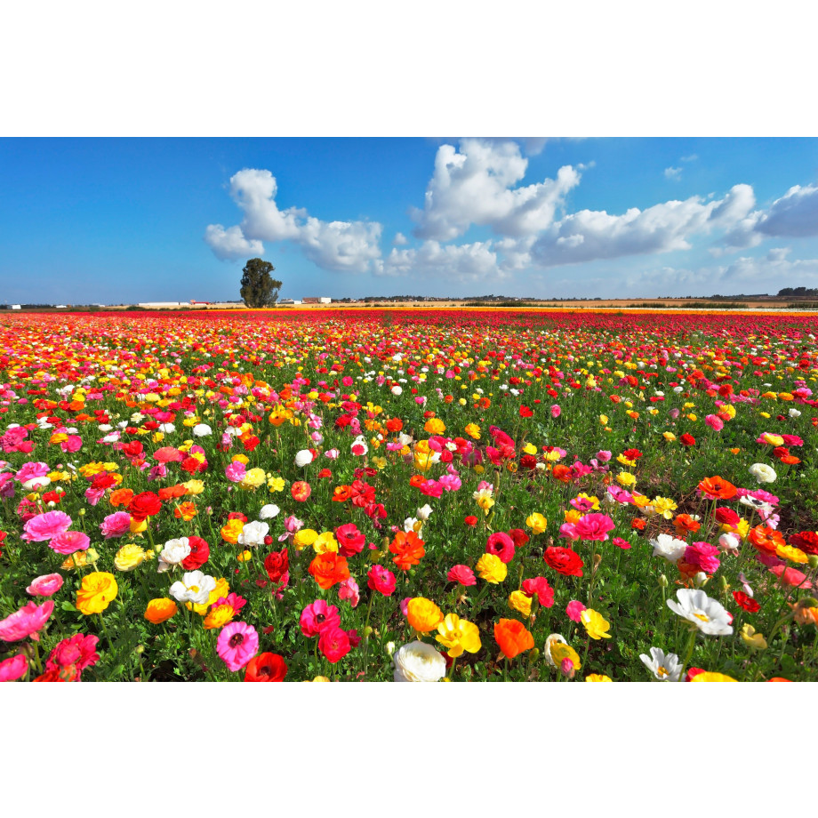 Papermoon Fotobehang Garden Buttercups afbeelding 1