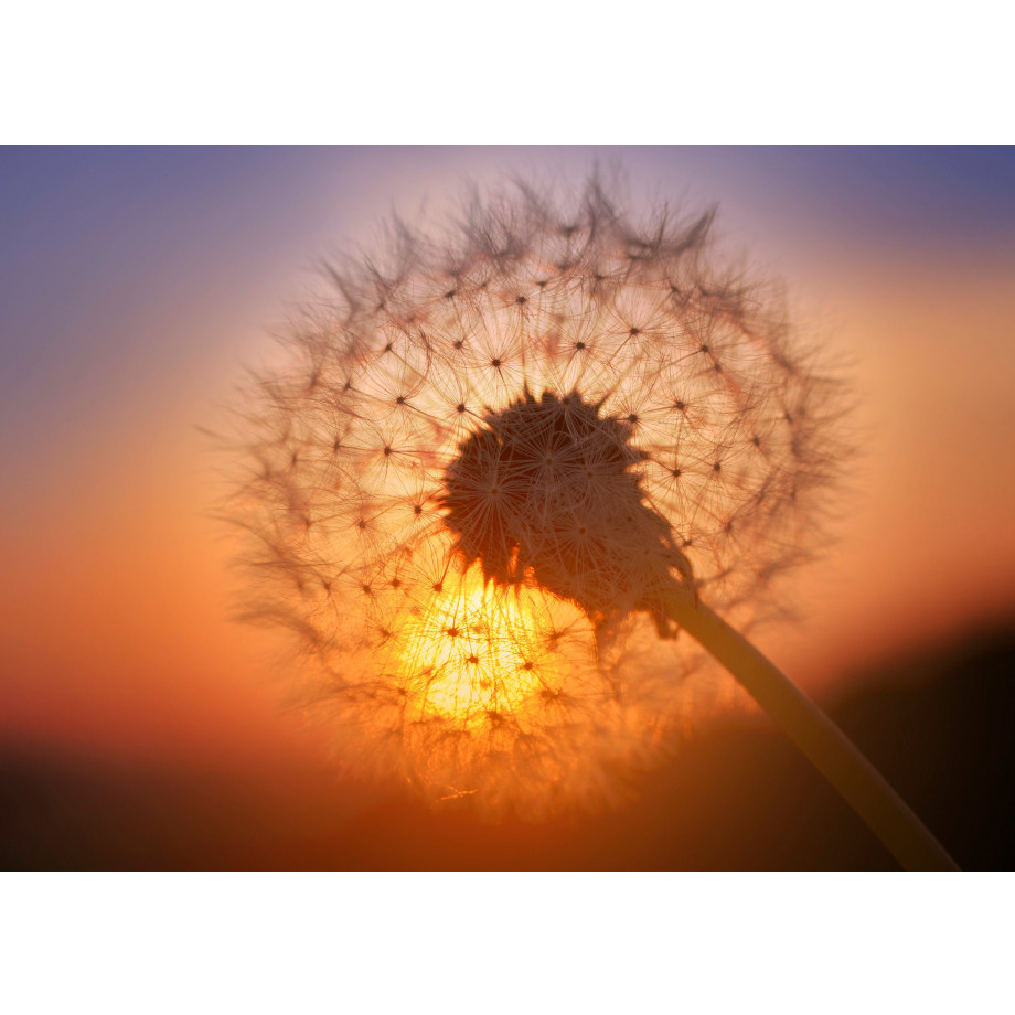 Papermoon Fotobehang Gouden Sunset Dandelion afbeelding 1