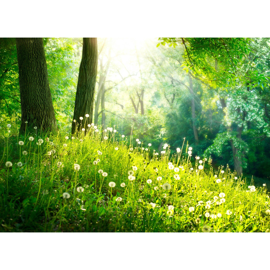 Papermoon Fotobehang Green Grass and Trees afbeelding 1