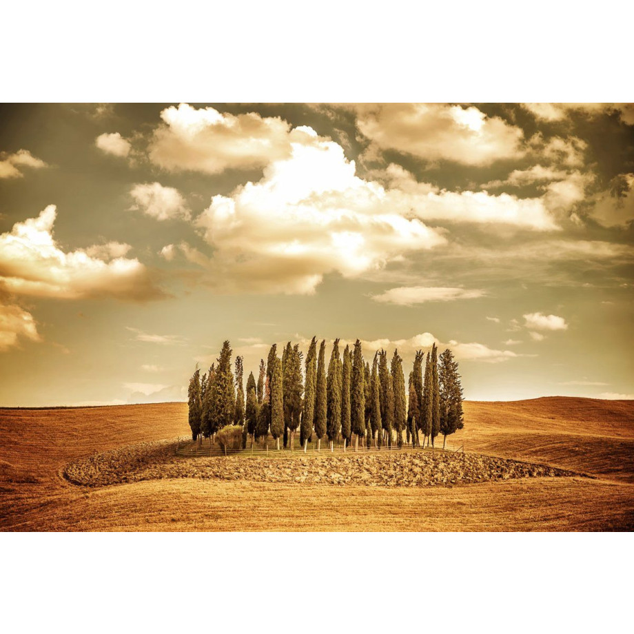 Papermoon Fotobehang Herfst vintage bomen Vliesbehang, eersteklas digitale print afbeelding 1