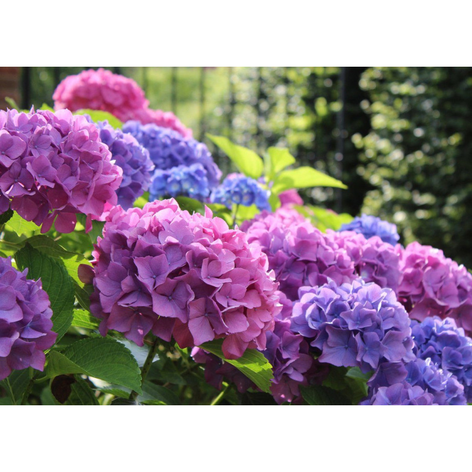 Papermoon Fotobehang Hortensia Macrophylla Vliesbehang, eersteklas digitale print afbeelding 1