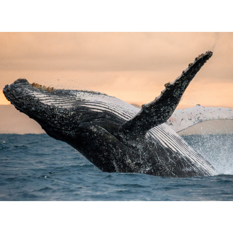 Papermoon Fotobehang Humpback Whale afbeelding 1