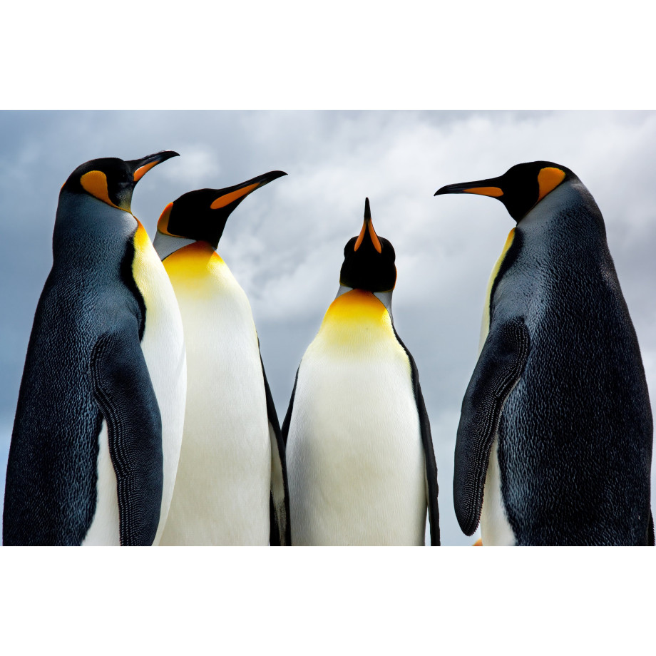 Papermoon Fotobehang King Pinguins afbeelding 1