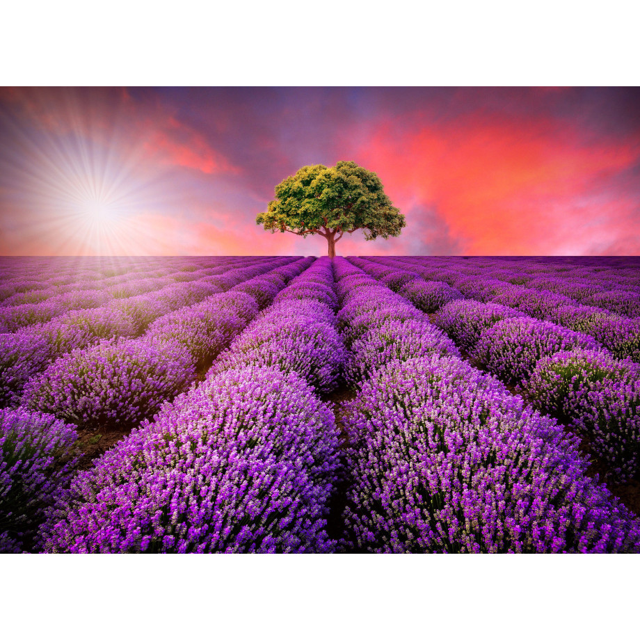 Papermoon Fotobehang Lavendel Field in Sunburst afbeelding 1