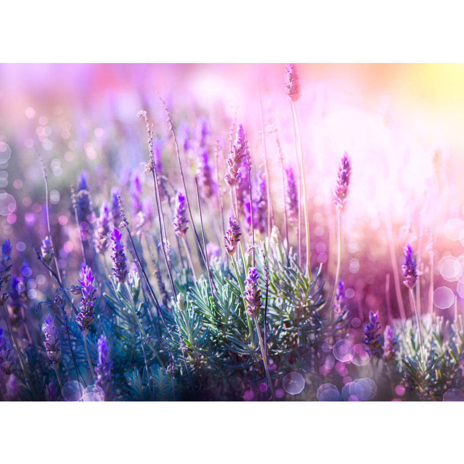Papermoon Fotobehang Lavender Field afbeelding 1