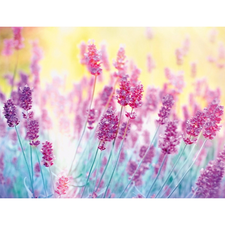 Papermoon Fotobehang Lavender flower afbeelding 1